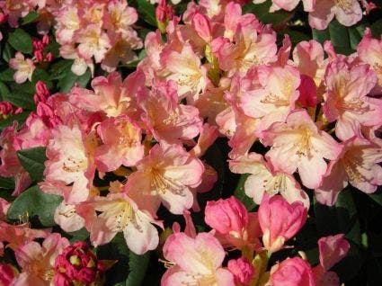 Rhododendron (Rhododendron 'Percy Wiseman')