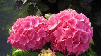 Hortensia (Hydrangea 'Preziosa')