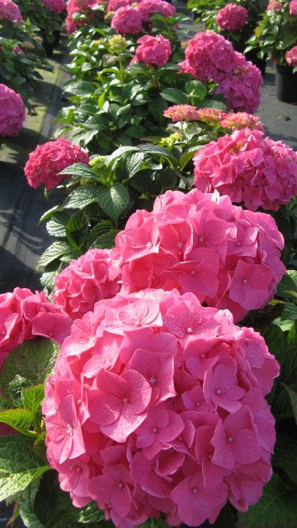 Hortensia (Hydrangea macrophylla 'Glowing Embers')