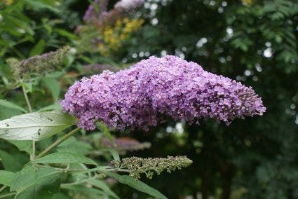 Vlinderstruik (Buddleja davidii 'Sunkissed')