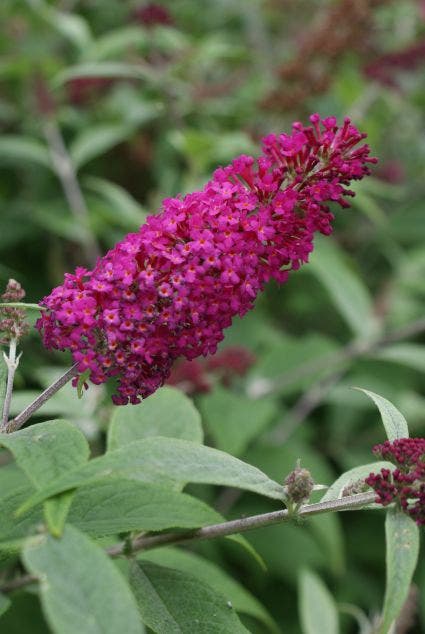 Vlinderstruik (Buddleja 'Miss Ruby')