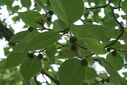 Papiermoerbei (Broussonetia papyrifera)