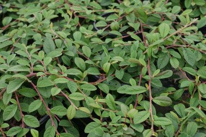 Dwergmispel (Cotoneaster dammeri 'Gelre')