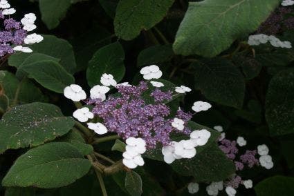 Fluweelhortensia (Hydrangea aspera 'Sargentiana')