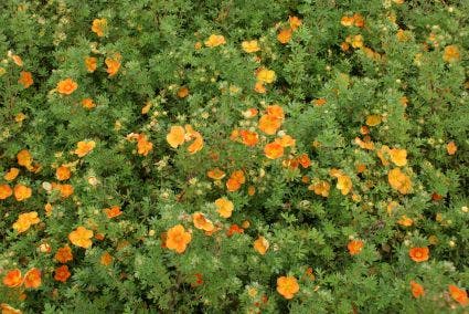 Ganzerik (Potentilla fruticosa 'Hopley's Orange')