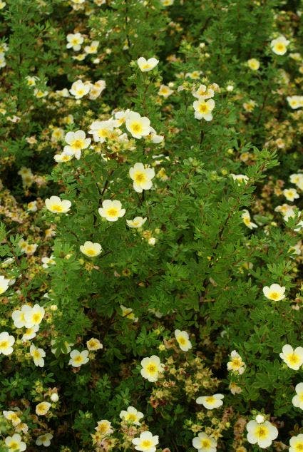 Ganzerik (Potentilla fruticosa 'Limelight')