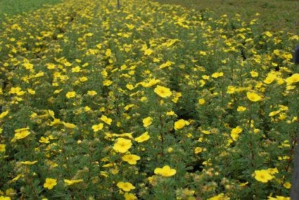 Ganzerik (Potentilla fruticosa 'Sommerflor')