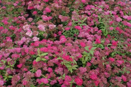 Spierstruik (Spiraea japonica 'Dart's Red')