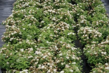 Spierstruik (Spiraea japonica Pigmaea Alba')