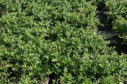 Vuurdoorn (Pyracantha 'Red Cushion')