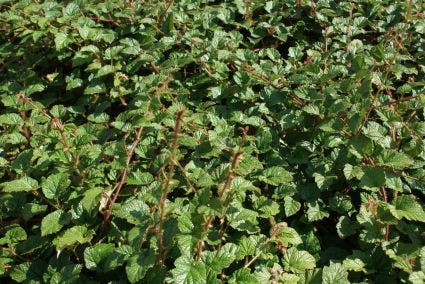 Sierbraam (Rubus tricolor)