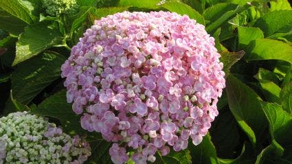 Seringhortensia (Hydrangea macrophylla 'Ayesha')