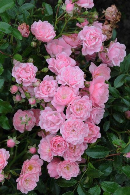 Bodembedekkende roos (Rosa 'The Fairy')