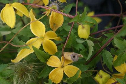 Bosrank (Clematis 'Orange Peel')