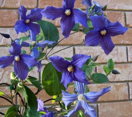 Bosrank (Clematis durandii)