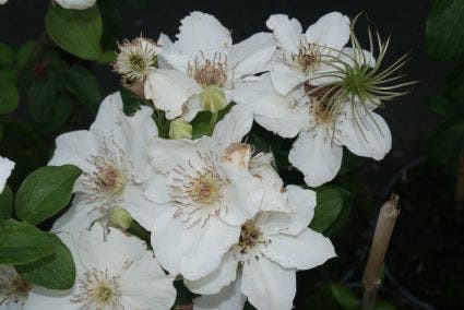 Bosrank (Clematis 'Destiny')