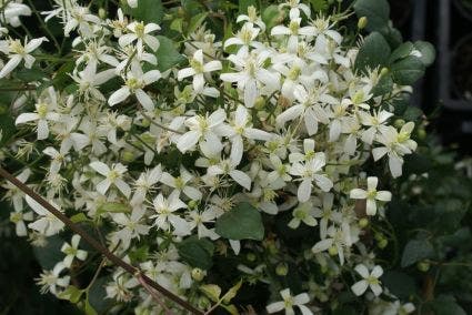 Bosrank (Clematis 'Flammula')