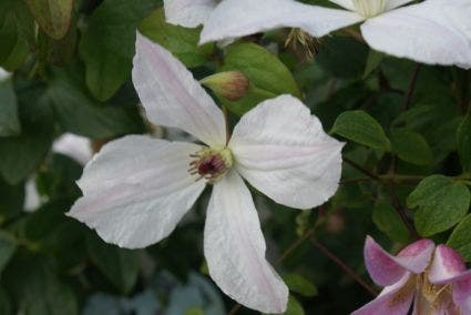 Bosrank (Clematis 'Forever Friends')