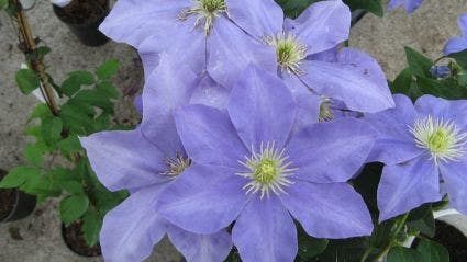 Bosrank (Clematis 'Fujimusume')