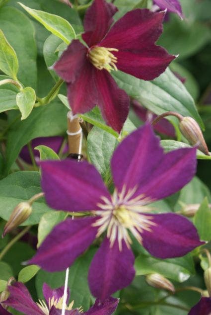 Bosrank (Clematis 'Mikelite')