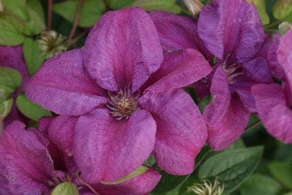 Bosrank (Clematis 'Rahvarinne')