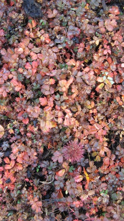 Stekelnootje (Acaena microphylla 'Kupferteppich')