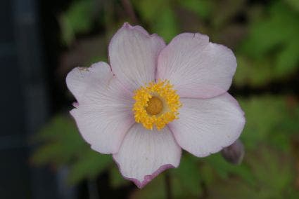 Anemoon (Anemone 'Hadspen Abundance')