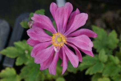 Anemoon (Anemone 'Pamina')