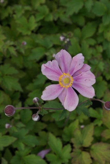 Anemoon (Anemone 'Serenade')