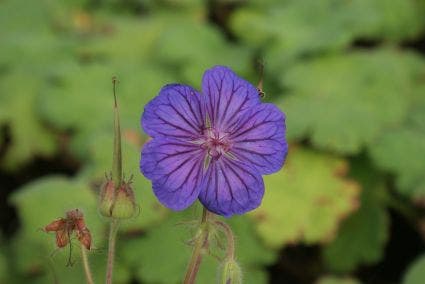 Ooievaarsbek (Geranium magnificum 'Turco')