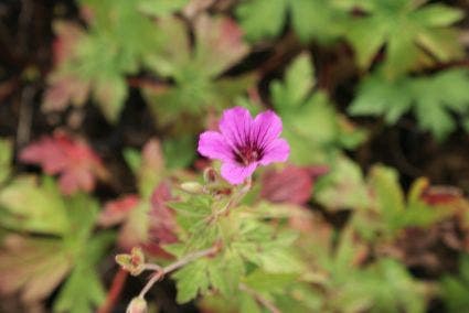 Ooievaarsbek (Geranium 'Patricia')