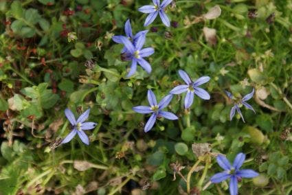 Alpengemkers (Houstonia caerulea 'Millard's Variety')