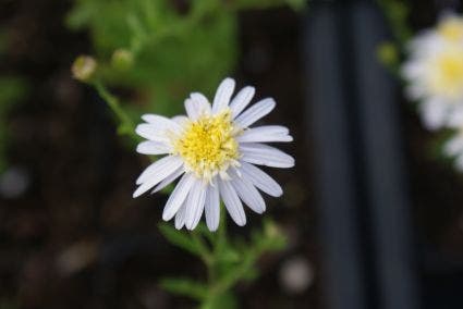 Kalimeris (Kalimeris pinnatifida 'Hortensis')