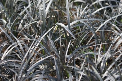 Zwart gras (Ophiopogon planiscapus 'Niger')