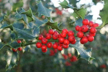 Hulst (Ilex aquifolium 'Alaska')