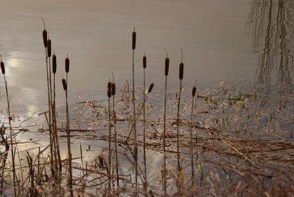 Grote lisdodde (Typha latifolia)