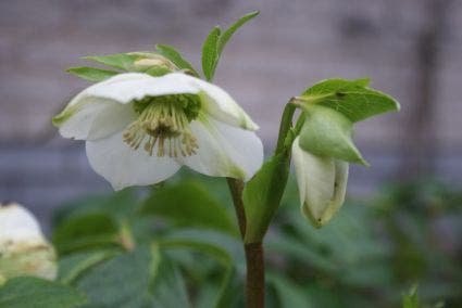 Kerstroos (Helleborus niger)