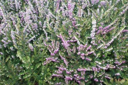 Roze Winterheide (Erica darleyensis 'Ghost Hills')