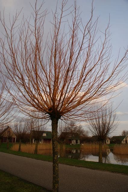 Knotwilg (Salix alba 'Chermesina')