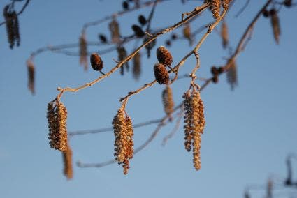 Hartbladige Els (Alnus cordata)