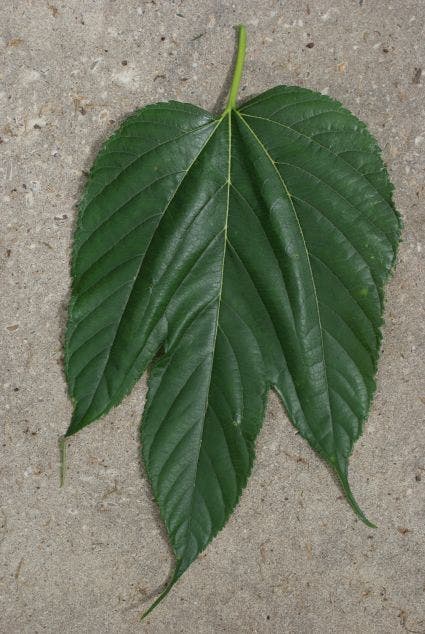 Dakmoerbei (Morus alba 'Macrophylla')