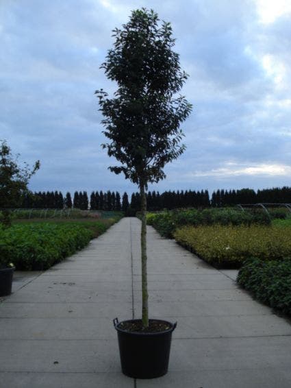 Portugese laurier als boom (Prunus lusitanica 'Angustifolia')