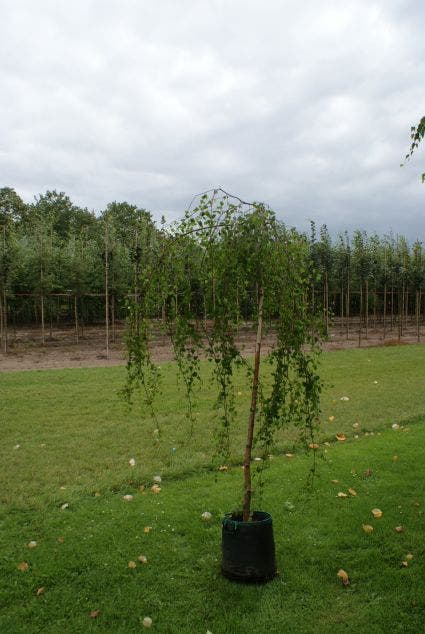 Prieelberk (Betula pendula 'Youngii')