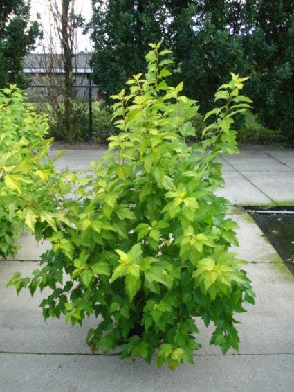 Blaasspirea (Physocarpus opulifolius 'Dart's Gold')