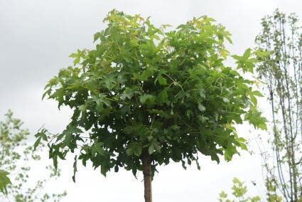 Amberboom (Liquidambar 'Gum Ball')