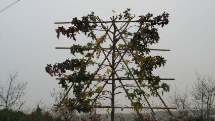 Amberboom als leiboom (Liquidambar  styraciflua 'Worplesdon')