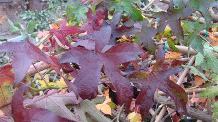 Amberboom als leivorm (Liquidambar styraciflua 'Worplesdon')