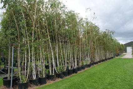 Meerstammige Berk (Betula pendula)