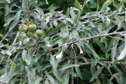 Sierpeer als struik (Pyrus salicifolia 'Pendula')