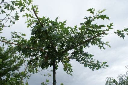 Moeraseik als dakboom (Quercus palustris)